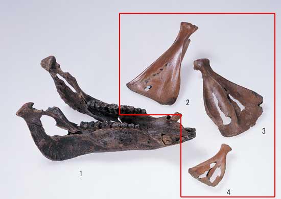 卜骨(シカ・イノシシ)／田原本町