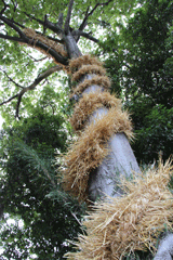 今里蛇巻の写真（杵築神社の大樹に頭を上に麦わらで出来た蛇巻き付けている上り龍・昇り龍と呼ばれている写真）