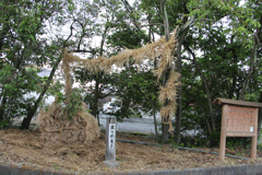 鍵蛇巻の写真（大樹の根元に頭がおかれ、胴体を上にして樹に吊るされる下り龍・降り龍と呼ばれている写真）