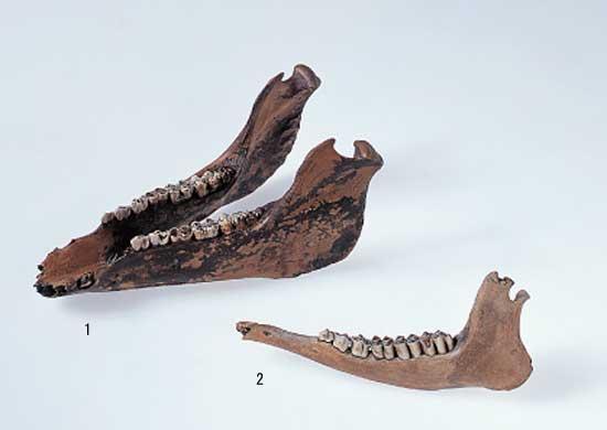 弥生の人が食べた動物（イノシシ・シカ）／田原本町