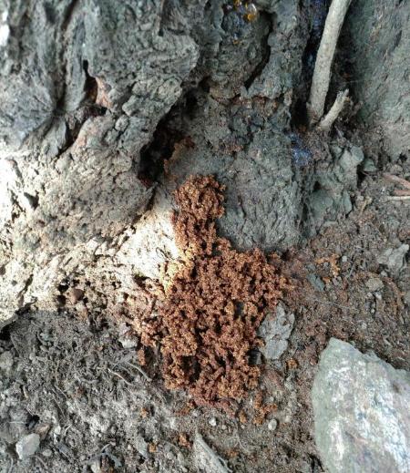 クビアカツヤカミキリのフラス