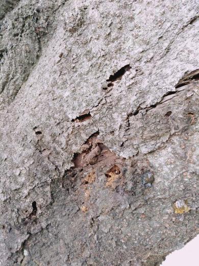 クビアカツヤカマキリの成虫脱出孔