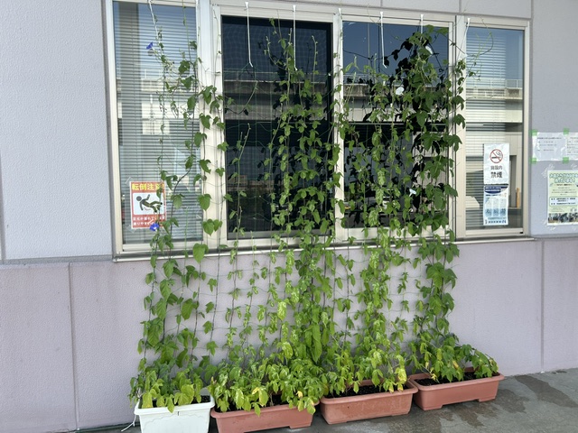 朝顔の様子