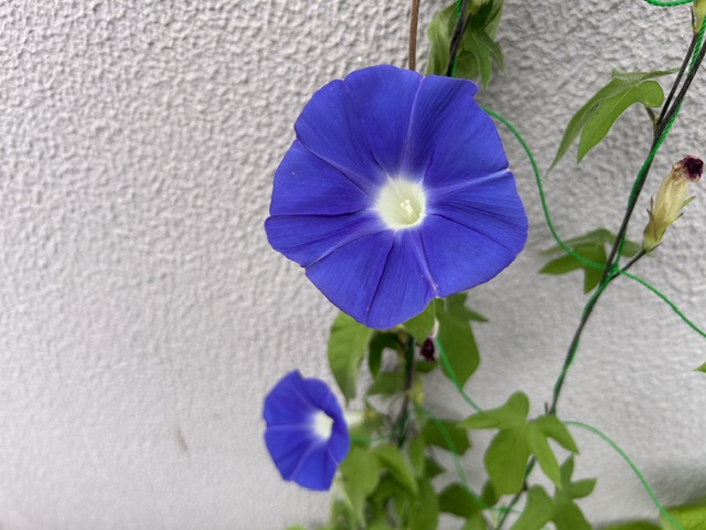 朝顔の様子
