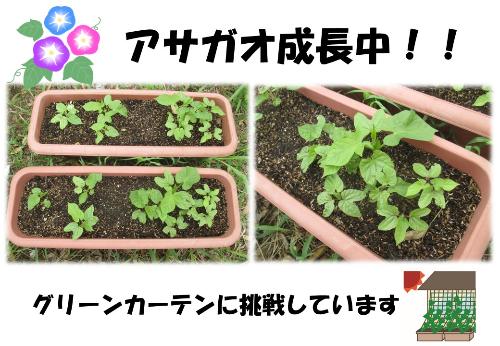 朝顔