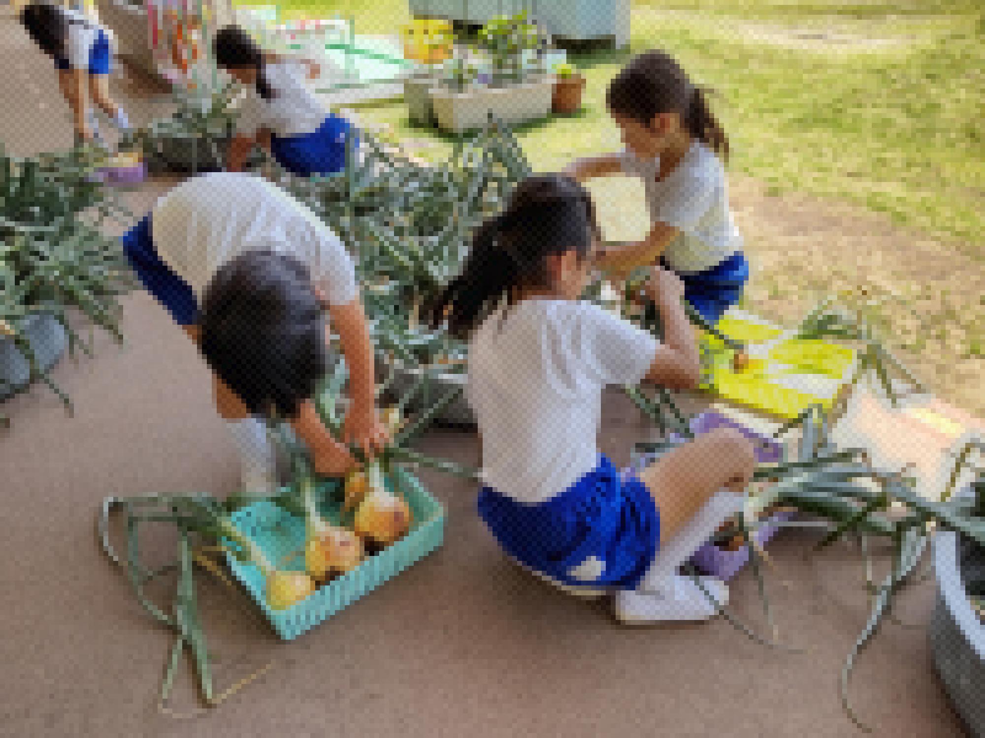 玉ねぎ葉切り