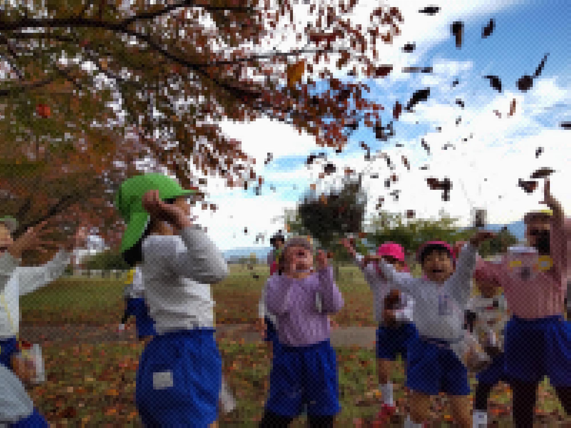 葉っぱのシャワー