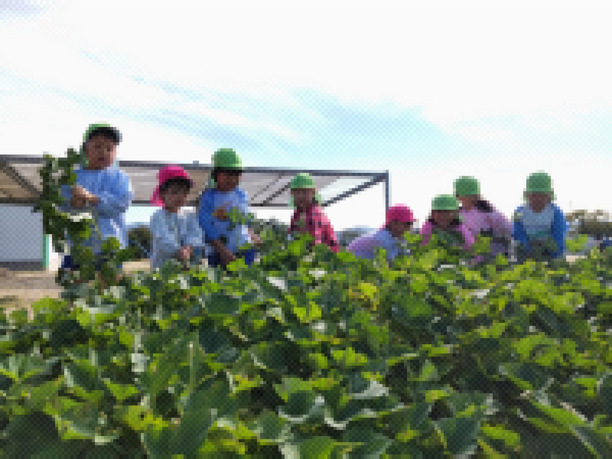 サツマイモ掘り