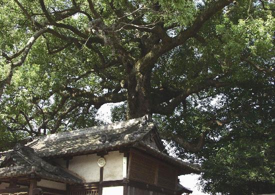建物の背後に立つ樟の巨樹