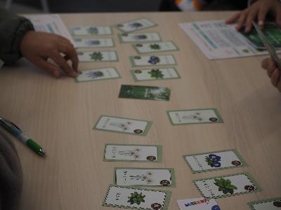 カードゲームを通じたハーブティー企画づくりの様子