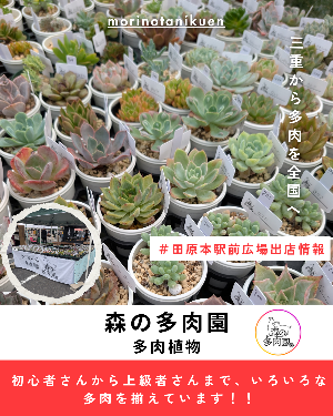 駅前出店者情報「森の多肉園」